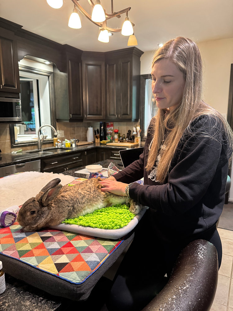 Large Therapy Rabbit How massage therapy can improve quality of life in senior rabbits