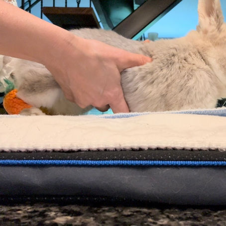 How to express a bunny bladder