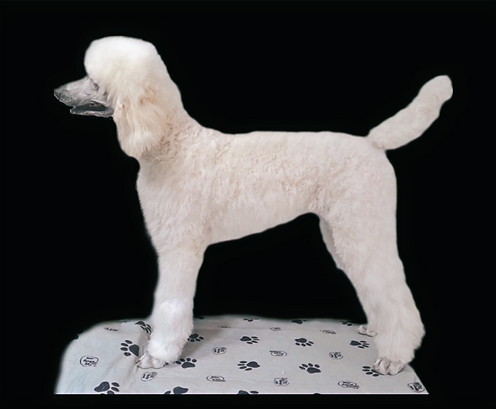 Astrid white standard poodle