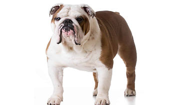Ashlee Puckett Englische-Bulldog.jpg
