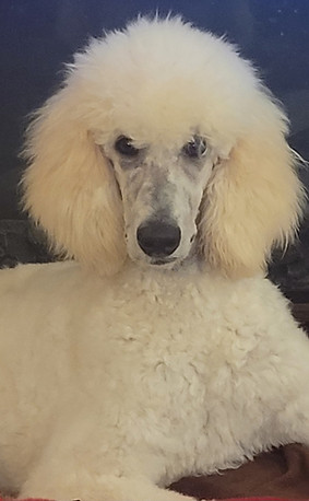 Astrid white standard poodle