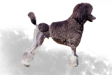 _edited.png