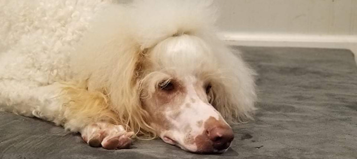 Nova apricot and white standard poodle laying on a gray dog bed