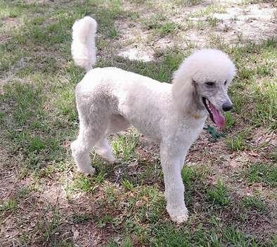 Astrid white standard poodle standing in the grass