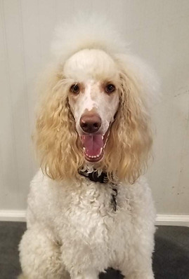 Nova apricot and white standard poodle