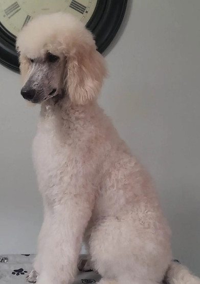 Astrid white standard poodle