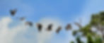 EagleInFlight2 - web size.jpg