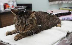 cat2.webp
