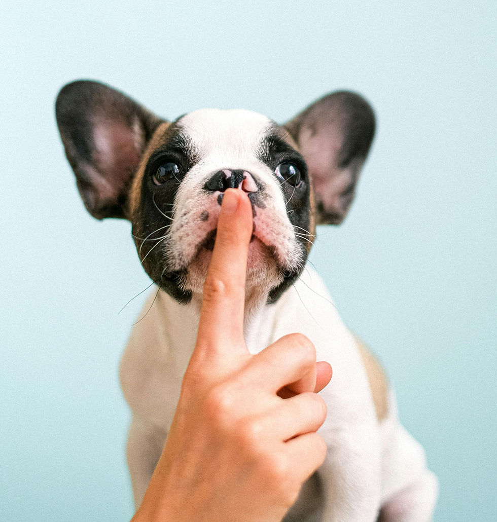 Photo credit: Anna Shvets