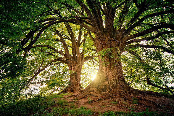Looking up at tree canopy