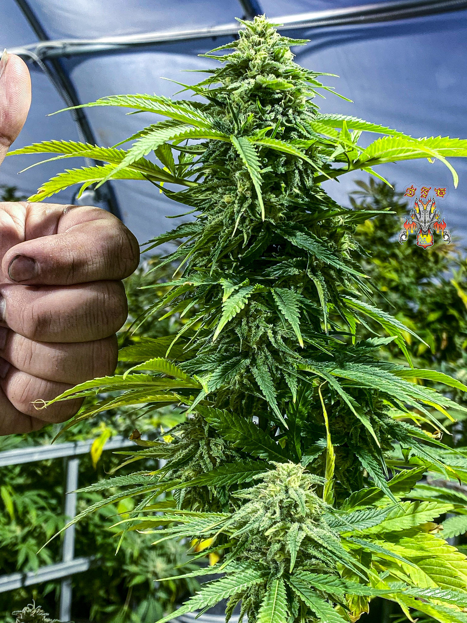 Zamal Dreams Novelty Seeds