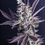 Thumbnail: Modified Macberry Moonshine Via Cherry Pie