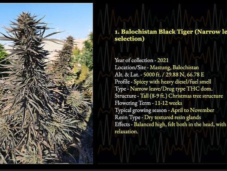 Black Tiger NLD - First looks