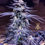 Thumbnail: Mac Dragon Fem F2 Via #18 Novelty Seeds