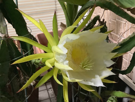 ドラゴンフルーツの花が咲きました。