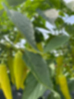 A banana pepper plant