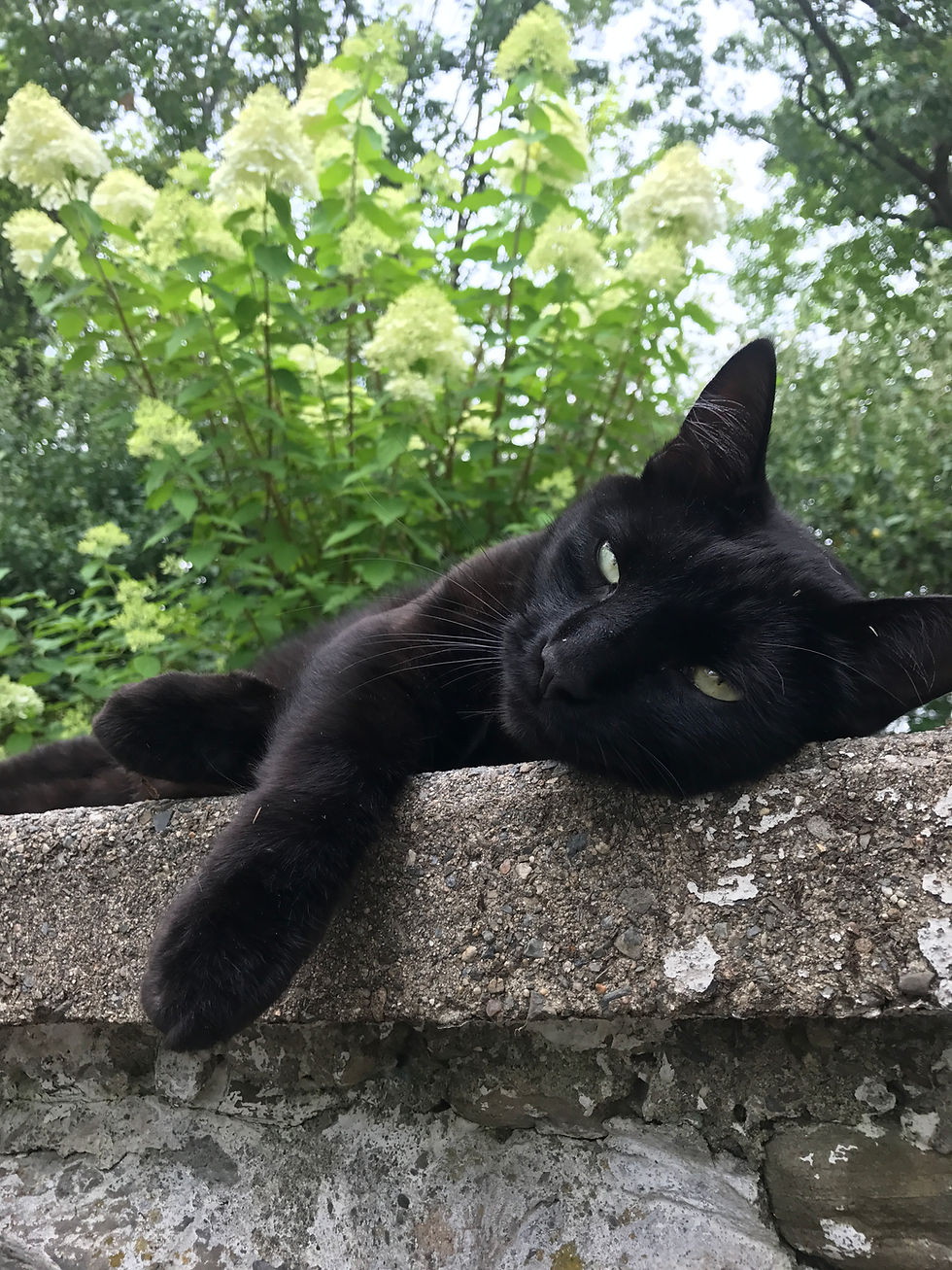 A black cat lounges on a retaining wall with a Limelight Hydrangea in the background