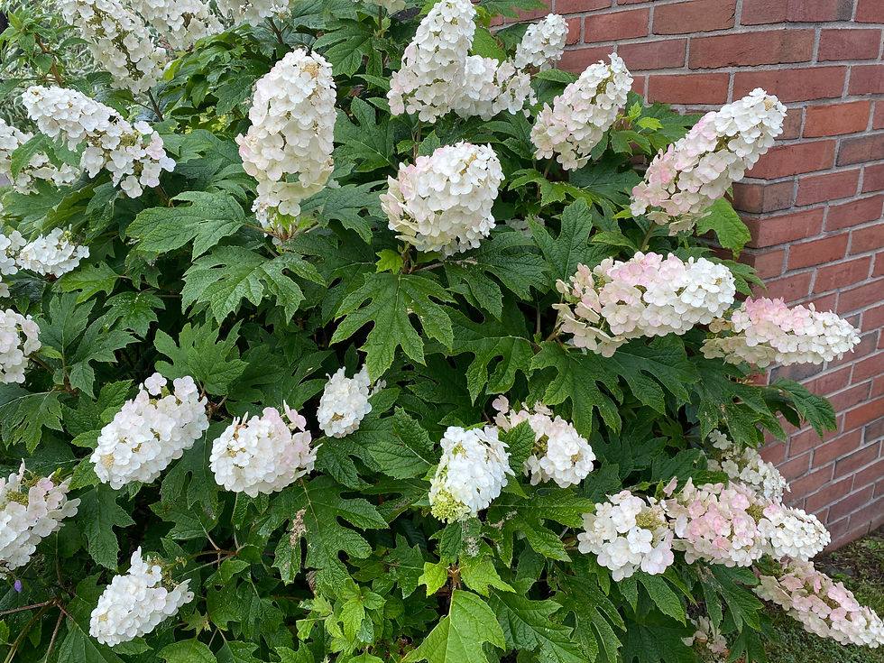 Oakleaf hydrangea in bloom