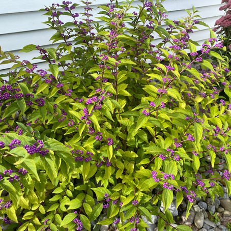 A Great Perennial for Edible Landscapes, Attracting Wildlife, & Repelling Insects