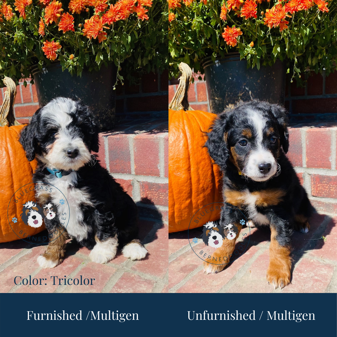 tri color bernedoodle