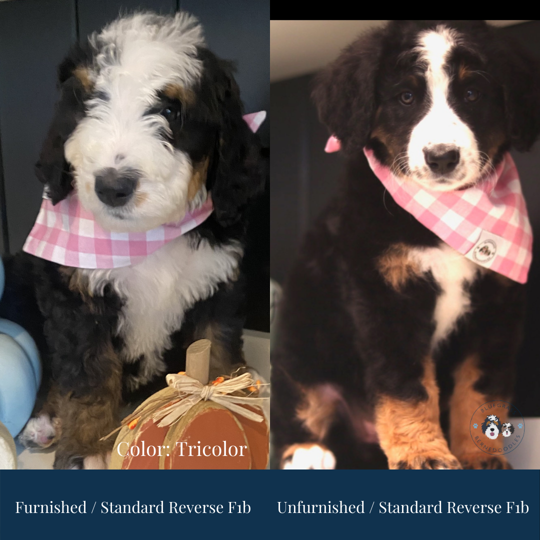 tri color bernedoodle