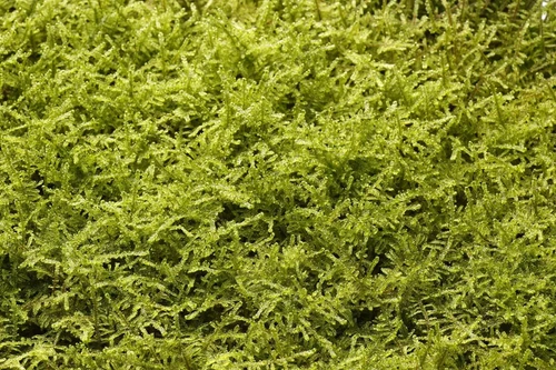 ハイゴケ(約30CM×約45CM) | ナミノコ雑貨店