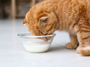 猫の食事と栄養