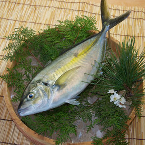 お魚捌きサービスについて(🔰初めての方はご一読ください🔰)