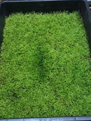 ハイゴケ(約30CM×約45CM) | ナミノコ雑貨店