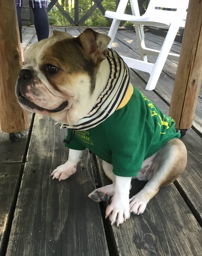 お気にりの服をリメイク 大型犬用 （例：ブルドッグ編） | ナミノコ雑貨店