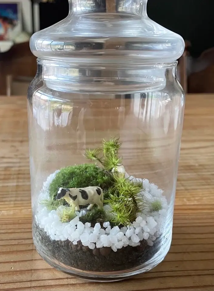 サムネイル： テラリウム制作用シッポゴケ、ホソバオキナゴケ　有福MOSS