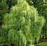 Willow Tree