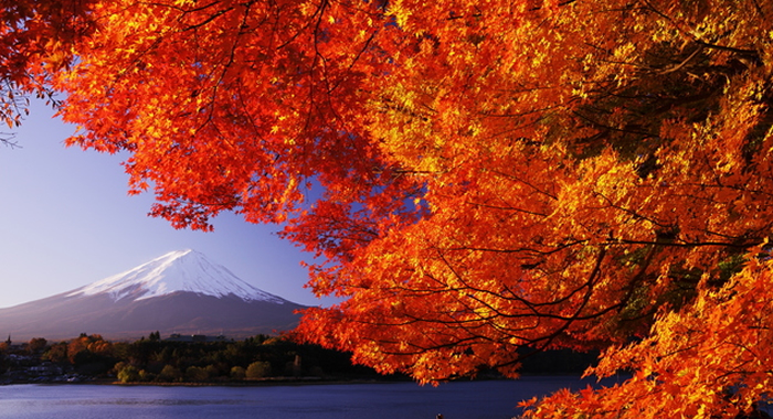 Image result for japan fall leaves