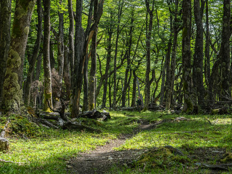 Learning to read the forest. What the living web holds out of sight at Patagonia Argentina