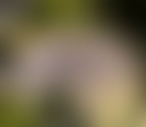 The Best Christmas Pageant Ever