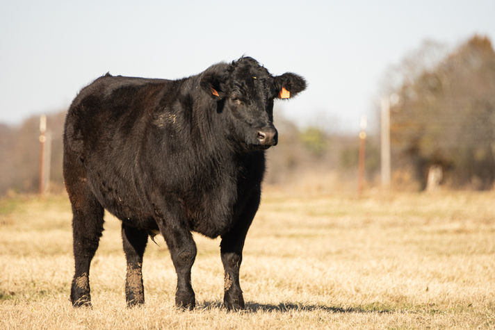 OkBeefMkt-6.jpg