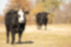OkBeefMkt-4.jpg