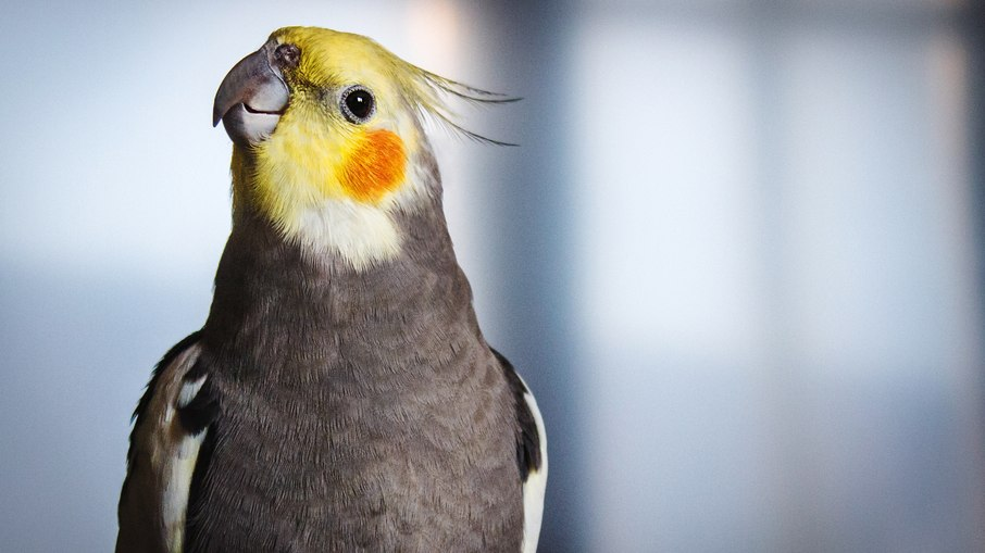ree