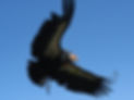 Closeup of adult condor flying with yellow tag 47 on wing