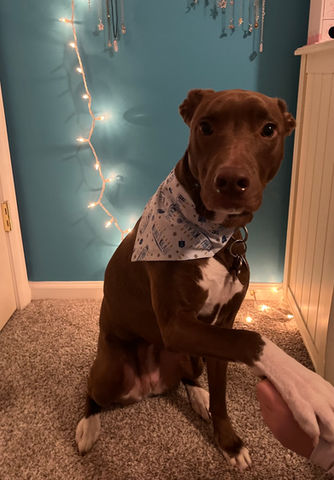 Boba in Hanukkah 1.jpg