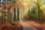 Heavily wooded image with trees surrounding a path. The leaves of the trees are scattered all over the ground with sunlight beaming through the treeline.