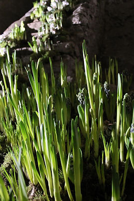 Julia Campbell-Gillies: la caducità della vita, la natura come Memento Mori