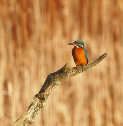 Kingfisher 2