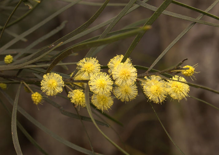 Image 32_Acacia viscidula.jpg