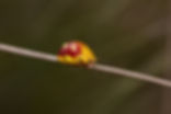 Spotted Paropsine Beetle_Paropsis maculata copy