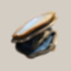 Antique Victorian Mother-of-Pearl Sovereign Purse (c.1880–1910)