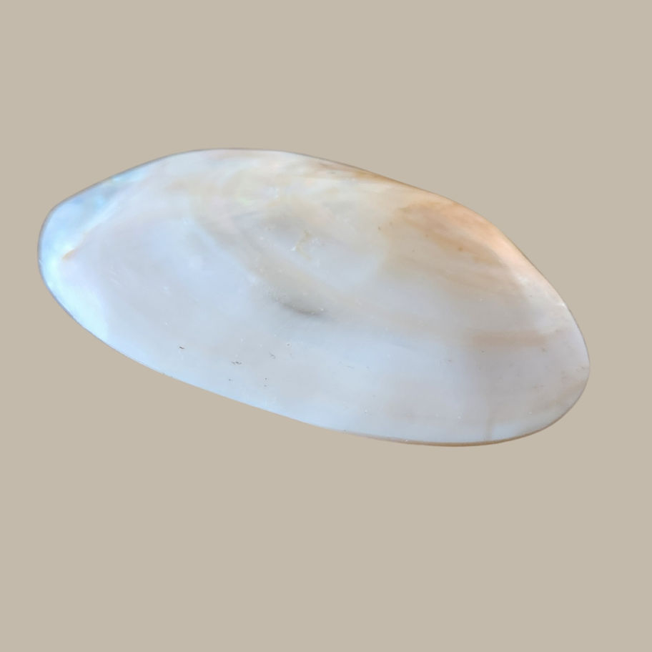 Vintage Mother of Pearl Decorative Shell