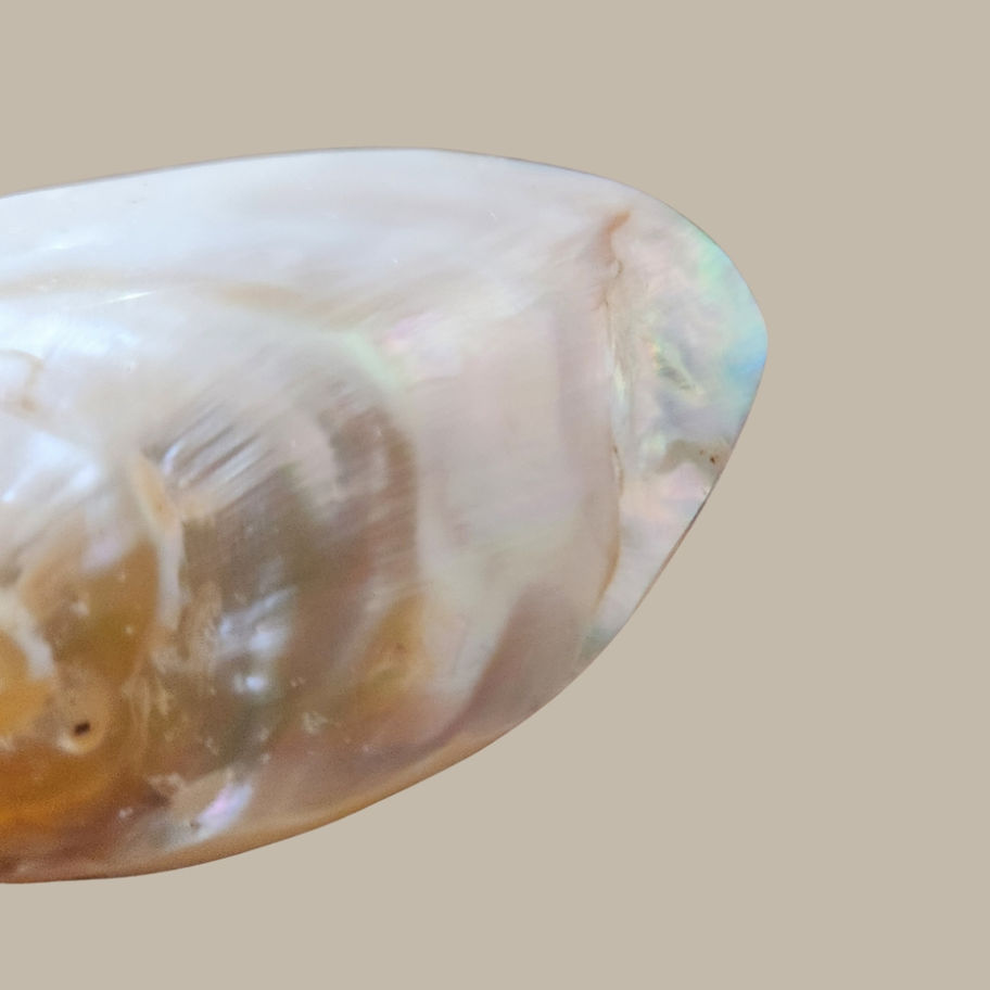 Vintage Mother of Pearl Decorative Shell