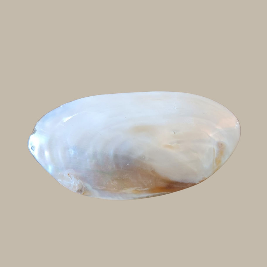Vintage Mother of Pearl Decorative Shell