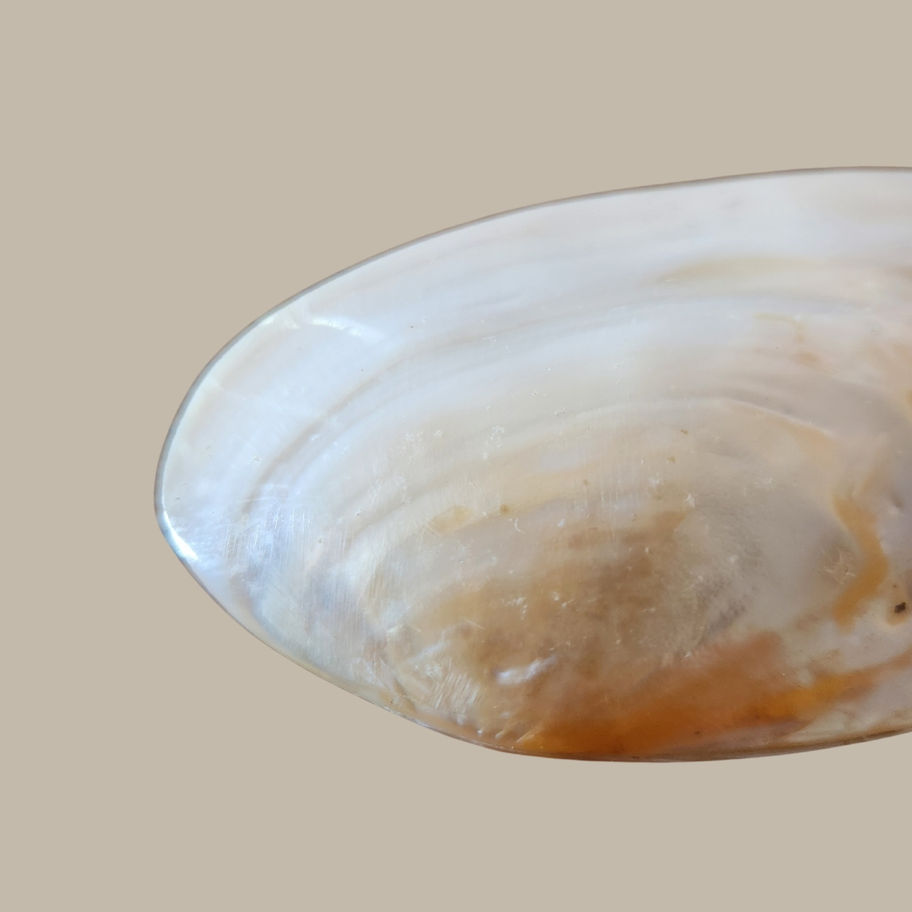 Vintage Mother of Pearl Decorative Shell